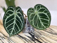 Anthurium Crystallinum hybrid 撕裂紋水晶花燭 / 雜交特徵: 撕裂紋, 圓葉, 有粉葉脈 / 葉150CM / update 2026.09.02