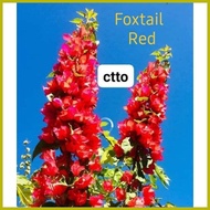 ➳ ✷ ▼ SALE!! RARE ROOTED BOUGAINVILLEA