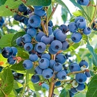 bibit tanaman buah blueberry Jan fruit A1