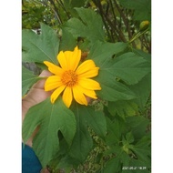 Anak pokok insulin/Insulin real plant