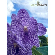 <Greenheavenz> Orchid Vanda Flower Plant Pokok Bunga Orkid Hidup 万代兰