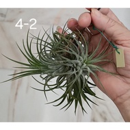 TFH- tillandsia ionantha druid 4-2 (a clump of 4)