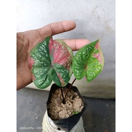 Sindo - Caladium Red Beret By Uchuy Live Plant GJDKOSFC3M