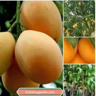 ANAK POKOK KUNDANG MADU MEGA HYBRID THAILAND Buah Buahan Fruits Live Plant