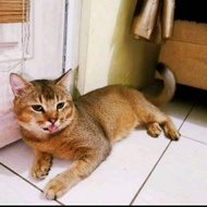 british shorthair golden kucing pejantan
