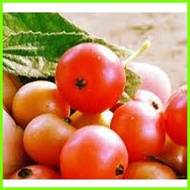 ▱ ❤ ✷ KERSON-FRUIT (ARATILIS) SEED`S FAST & AGGRESSIVE GROWING PLANT