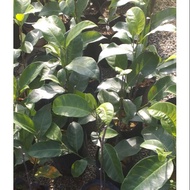 Anak pokok hybrid. Cempedak durian, cempedak madu,  nangka madu J33, size 1kaki