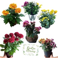 PAKET 6 BUNGA KRISAN ASTER GRD A tanaman hidup bunga aster warna warni tanaman bunga krisan aster bu