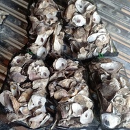 Oyster Shell 2Kg Waring 40x25 Aquarium Pond Filter Media