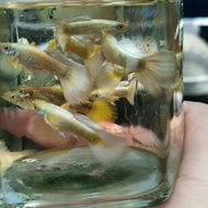 Guppy Golden 3 Pairs Ikan Guppy Live Fish Aquarium Ikan Hidup Akuarium