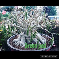 Green Pod/ Hybrid type/ Adenium seeds/ Biji benih Adenium/ Import Thailand