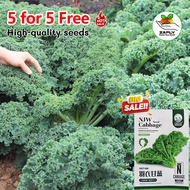 【5 for 5 free】Kale Semi Tall Curled Seeds (≈200sds) Curly Kale 羽衣甘蓝' Vegetable Seeds Wellgrow Seeds