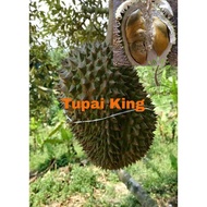 Berjaya Plant Nursery - Pokok Durian Tupai King D214/乌金王/松鼠王榴莲树苗(Pokok Buah Hidup/Buah-buahan/Live F