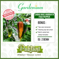 2 Benih Cabai Hias Varigata Fish Pepper Tanaman Cabe Ornamental Paktani