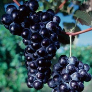 1 ต้น องุ่นติดตา ตอใหญ่ แข็งแรง โตไว พร้อมให้ลูกใน 6 เดือน ต้นตอสูง 80 ซม ผลสวย กรอบ อร่อย Grape Plant สายพันธุ์ Concord Grape Vine