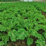 Kale Seeds