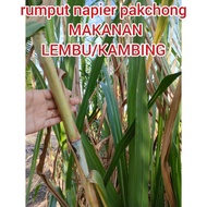 Benih Rumput Napier India Pakchong Makanan Kambing Lembu (SATU KERATAN)1 batang benih rumput Napier