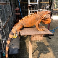 iguana super red jumbo jantan
