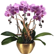 3 in 1 Phalaenopsis Arrangement with Azalea Wood in ceramic pot