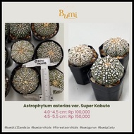 Astrophytum Asterias V Type, Super Kabuto, Nudum - Cactus Termurah