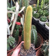 MONKEY TAIL CACTUS