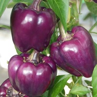 UNGU 4 Purple Paprika Seeds, Superior Quality Purple Paprika Seeds, Purple Paprika Seeds, Vegetable 