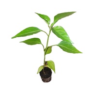 Anak pokok cili besar (1 x cili besar 20cm)