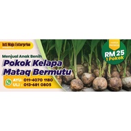 Anak Benih Pokok Kelapa Mataq