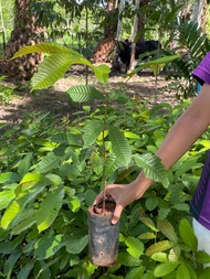 ต้นลำไยคริสตัล พันธุ์สีม่วง