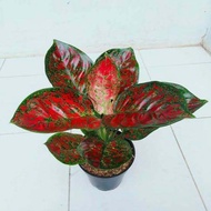 Aglonema Red Spider - Tanaman Hias Aglonema / Aglaonema