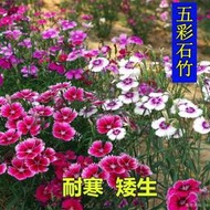 現貨  特價 小欣種業五彩石竹種子四季花種易活混色歐石竹庭院美國石竹草花種籽子花籽