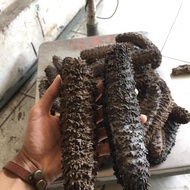 Teripang Nanas Kering 1 kg