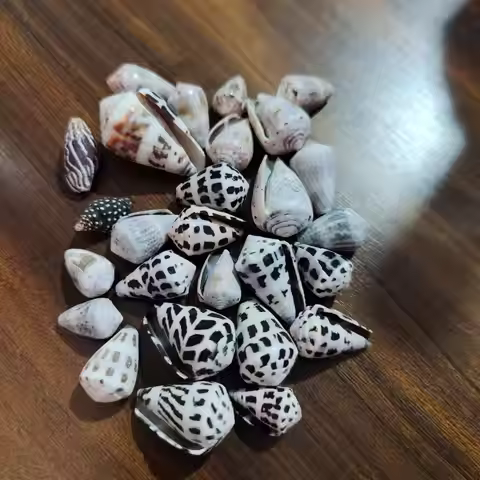 100Pcs Cono Snail,Natural Conch and Shell Specimens, Aquarium Fish Tank