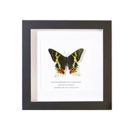 High-value Wholesale Specimen Original Butterfly Moon BB4C Ornaments Rare Display Frame Decorative P
