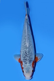 Ikan Koi Import Jepang Asagi Izuru 43 cm