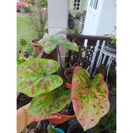 Keladi Rare/Keladi Hybrid Thailand/Thai Caladium