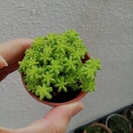 SEDUM JAPONICUM | DALAM POT 5.5CM
