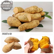 PAKET 2 KILO - Ubi Cilembu MADU 2KG / Ubi Madu / Ubi / Umbi / Sweet Potato / Sayur Segar Manis