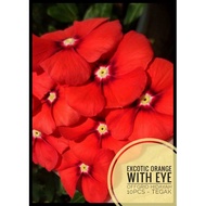 VINCA TEGAK EXCOTIC ORANGE WITH EYE (61) - 10 PCS