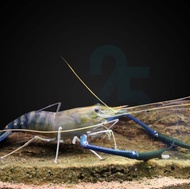bibit udang galah air tawar 5cm