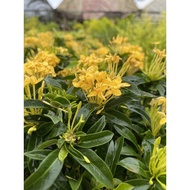 Pokok Ixora kuning hybrid