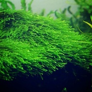 Java Moss High Quality