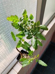 索娜乳香  #Boswellia socotrana x nana