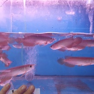 sale ikan arwana Golden Red berkualitas