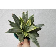 sansevieria silver frost