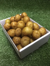 มันฝรั่งสด มันซุปลูกเล็ก 🥔 - มันซุปจิ๋ว potato ใช้ใส่ต้มซุป ประดับจานอาหาร ทานเล่นเป็นเครื่องเคียง