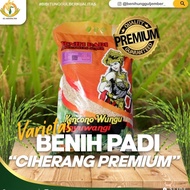 benih padi unggul varietas ciherang / ciherang / benih padi premium