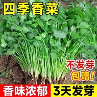 Coriander Seeds Daquan Farm Potted Seedlings Big Leaf Coriander Seeds Four Seasons Edible Coriander 