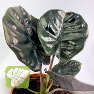 Alocasia Infernalis 'Kapit' Rare Collection Plant IOB