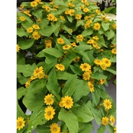 Pokok hidup butter daisy